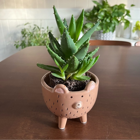 New Ceramic Bear Planter - Picture 5 of 11